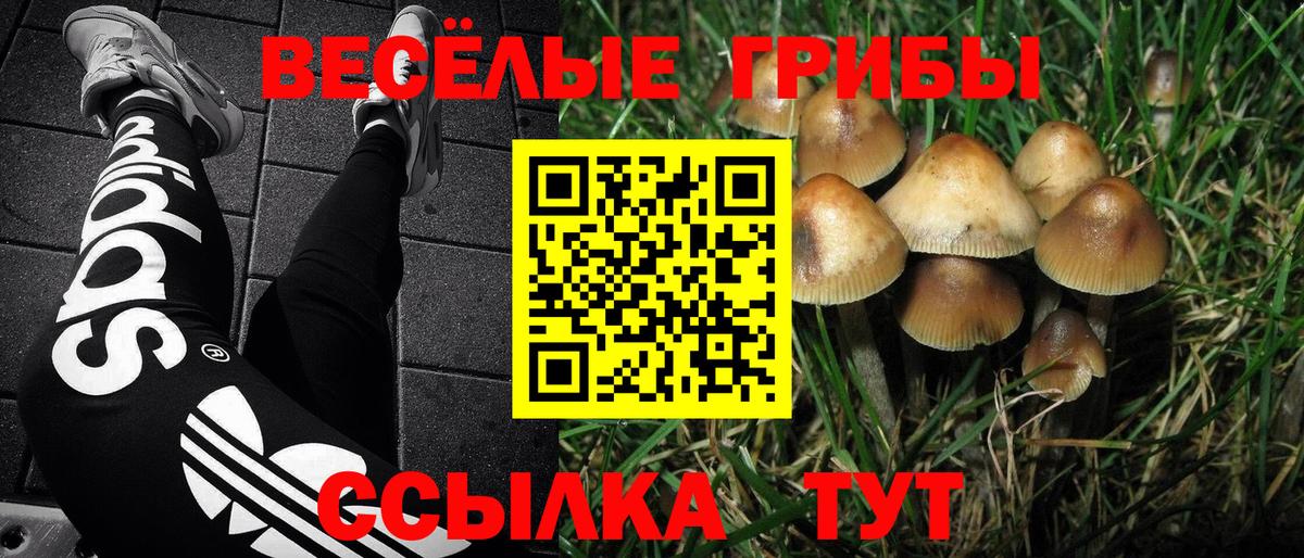 Галлюциногенные грибы Psilocybe Калининград
